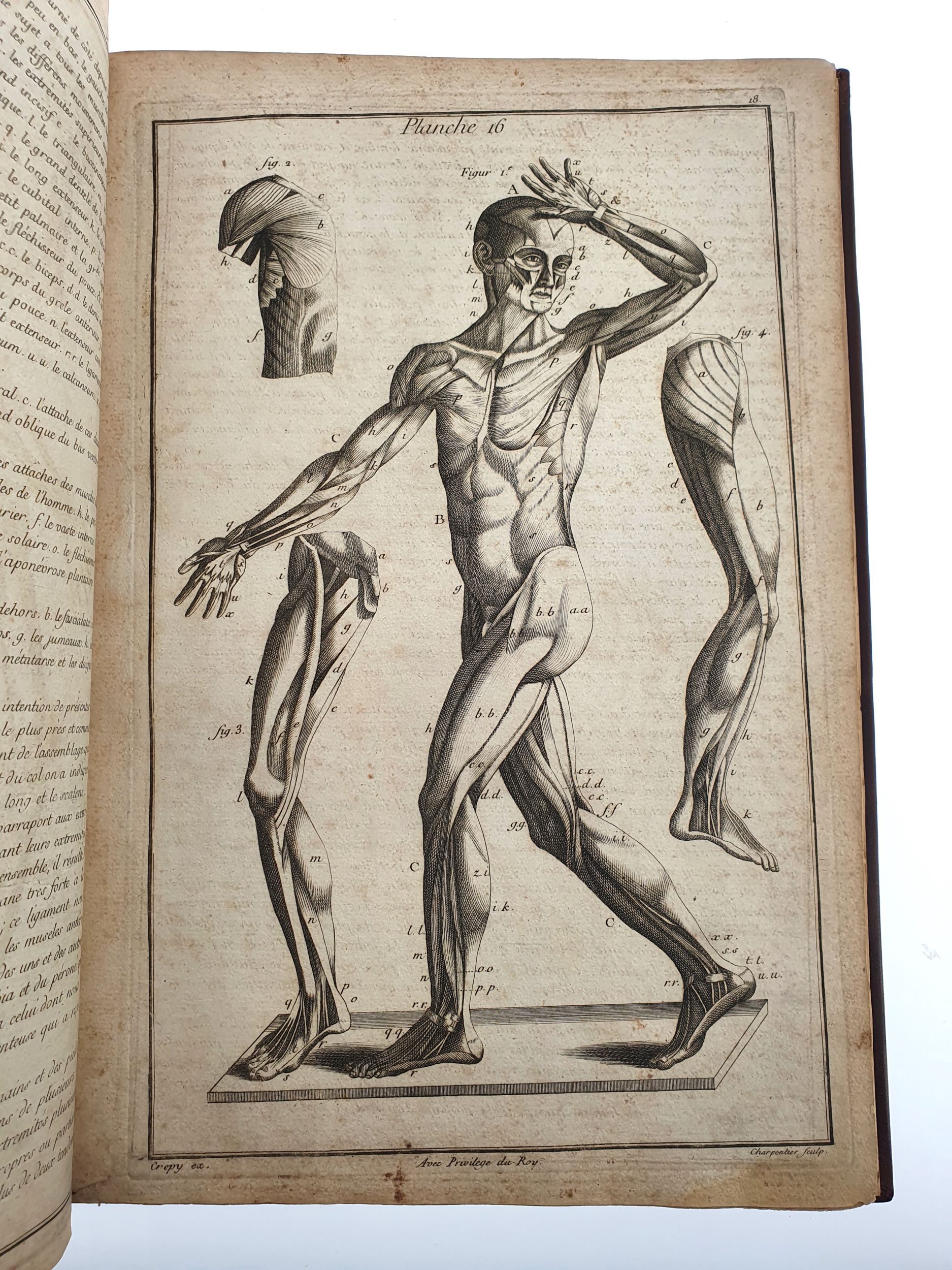 [ANATOMIE]. CHARPENTIER (Étienne). Exposition exacte ou Tableaux anatomiques en tailles-douces, des différentes parties du Corps humain […]. A Paris, Chez Crepy, 1758. In-folio, chagrin brun, triple filet doré encadrant les plats, dos à nerfs orné (reliure pastiche).	:  | H&ocirc;tel Des Ventes de Monte-Carlo