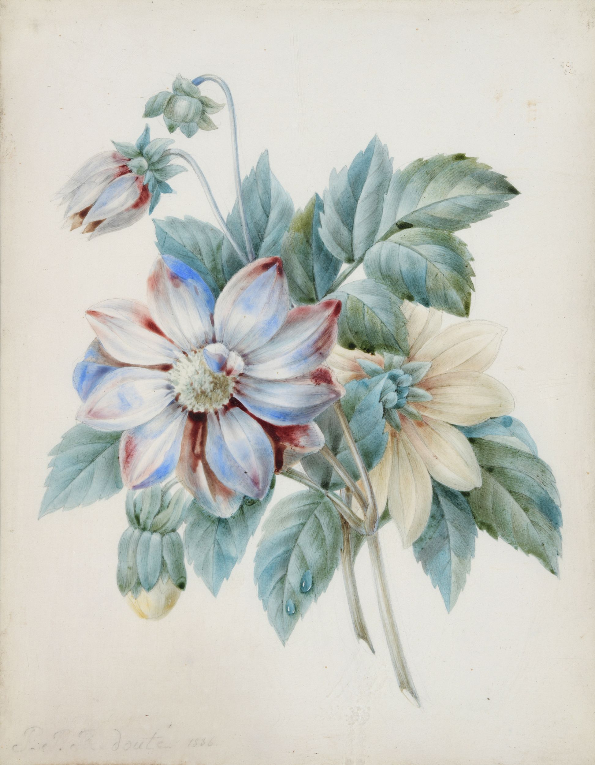 PIERRE JOSEPH REDOUTE (1759-1840)