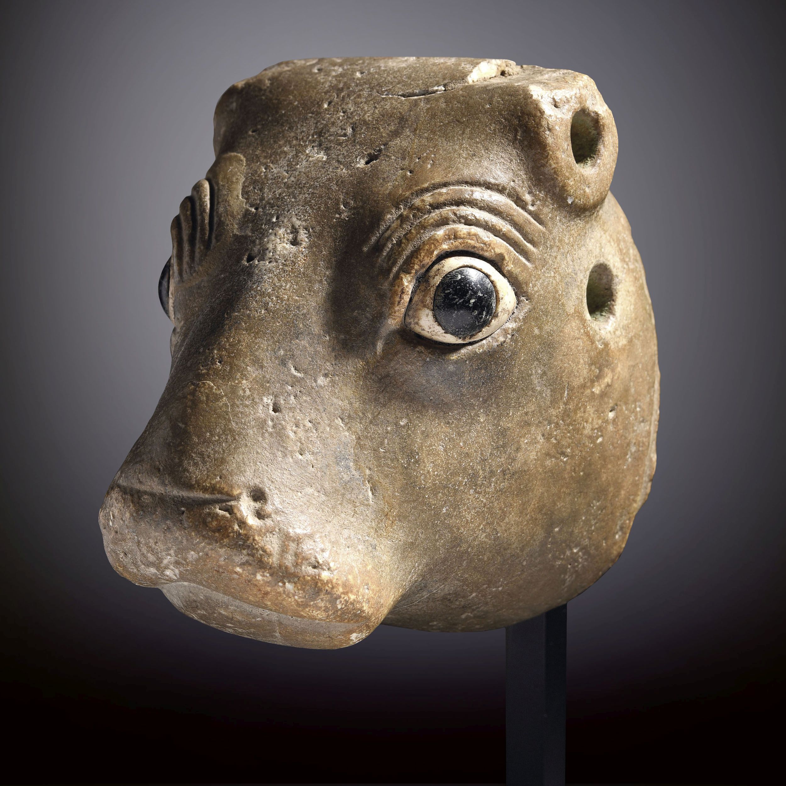 PROTOMÉ DE TAUREAU