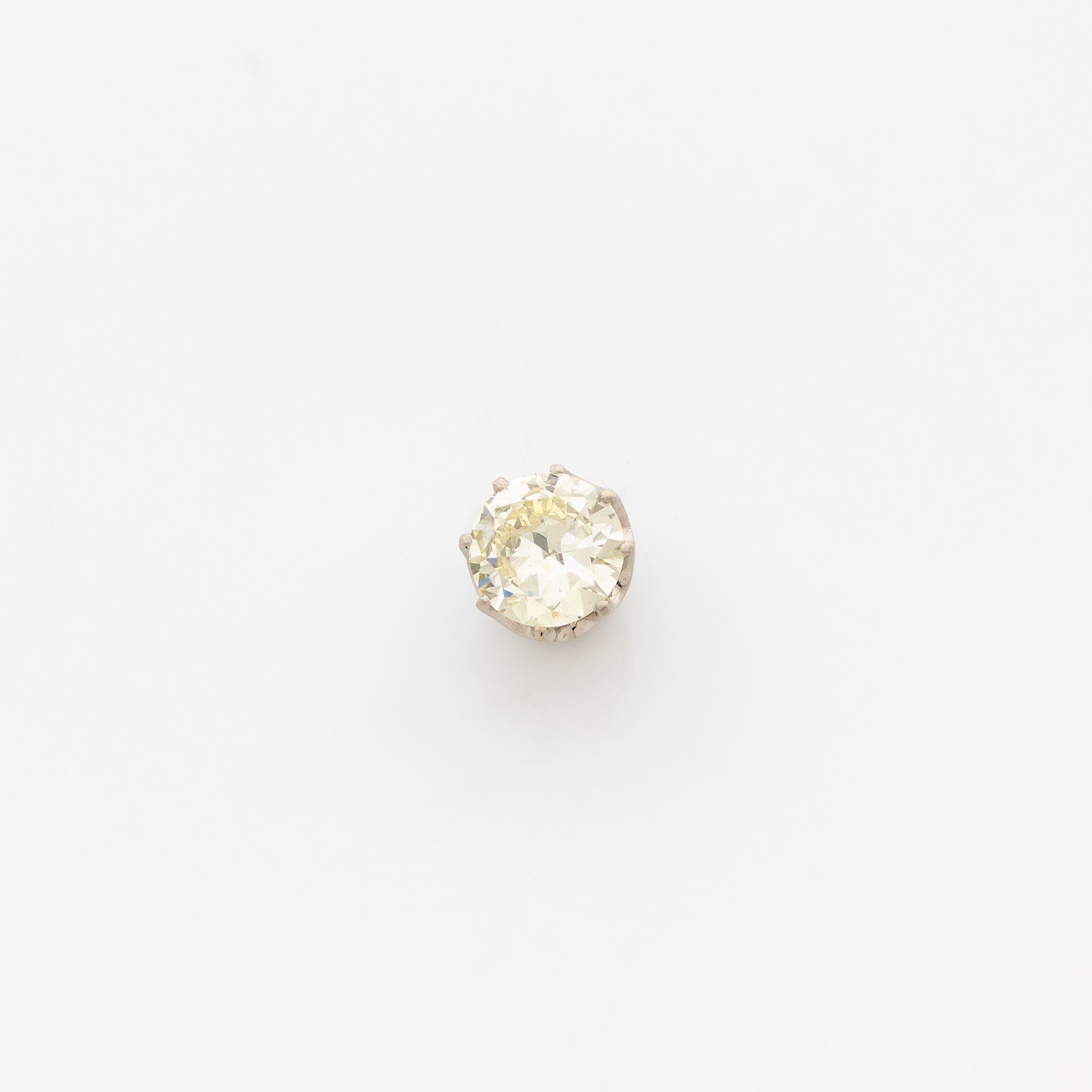 PUCE D'OREILLE